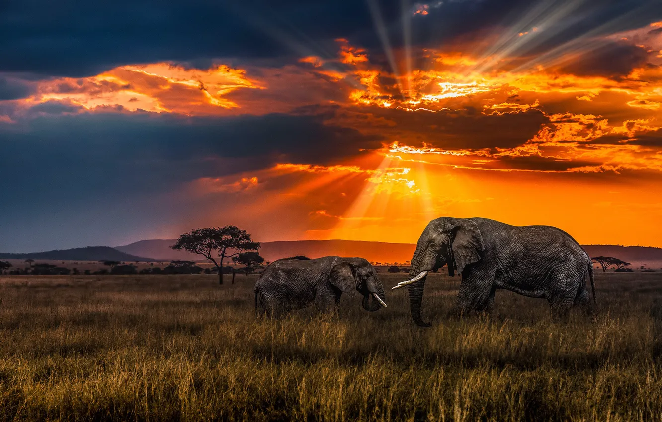 Фото обои закат, саванна, слоны