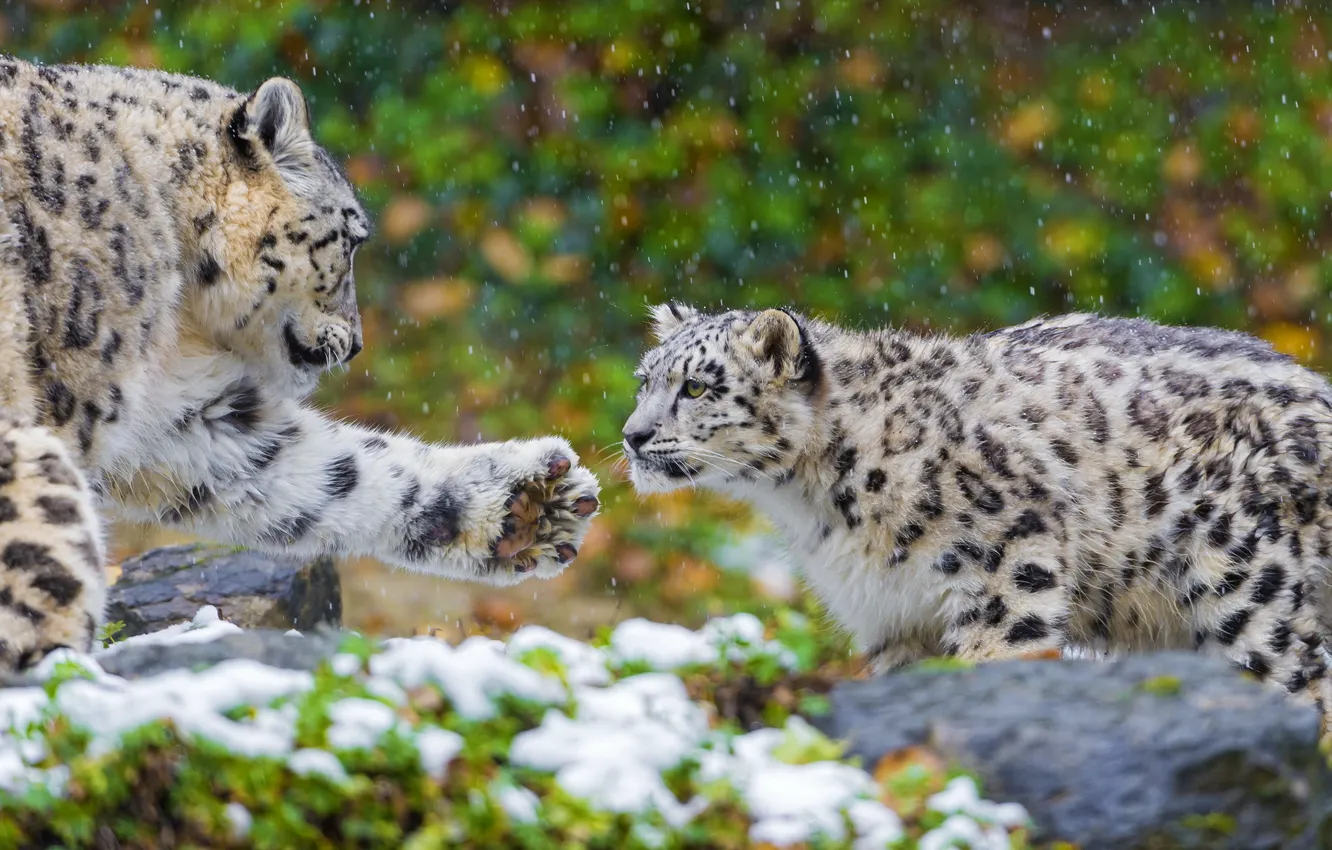Фото обои лапа, хищник, семья, пара, ирбис, снежный барс, snow leopard, котёнок