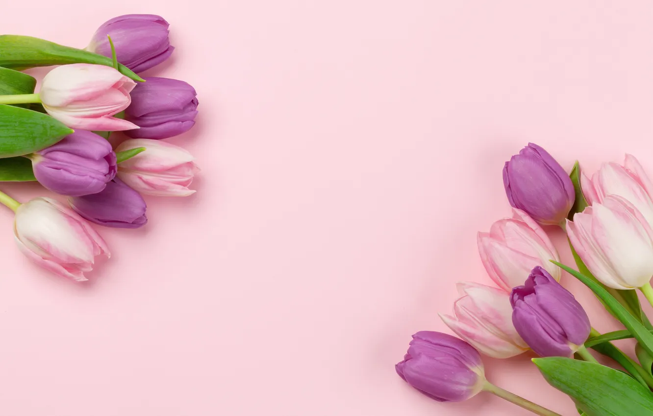 Фото обои цветы, тюльпаны, розовый фон, pink, flowers, background, tulips, spring
