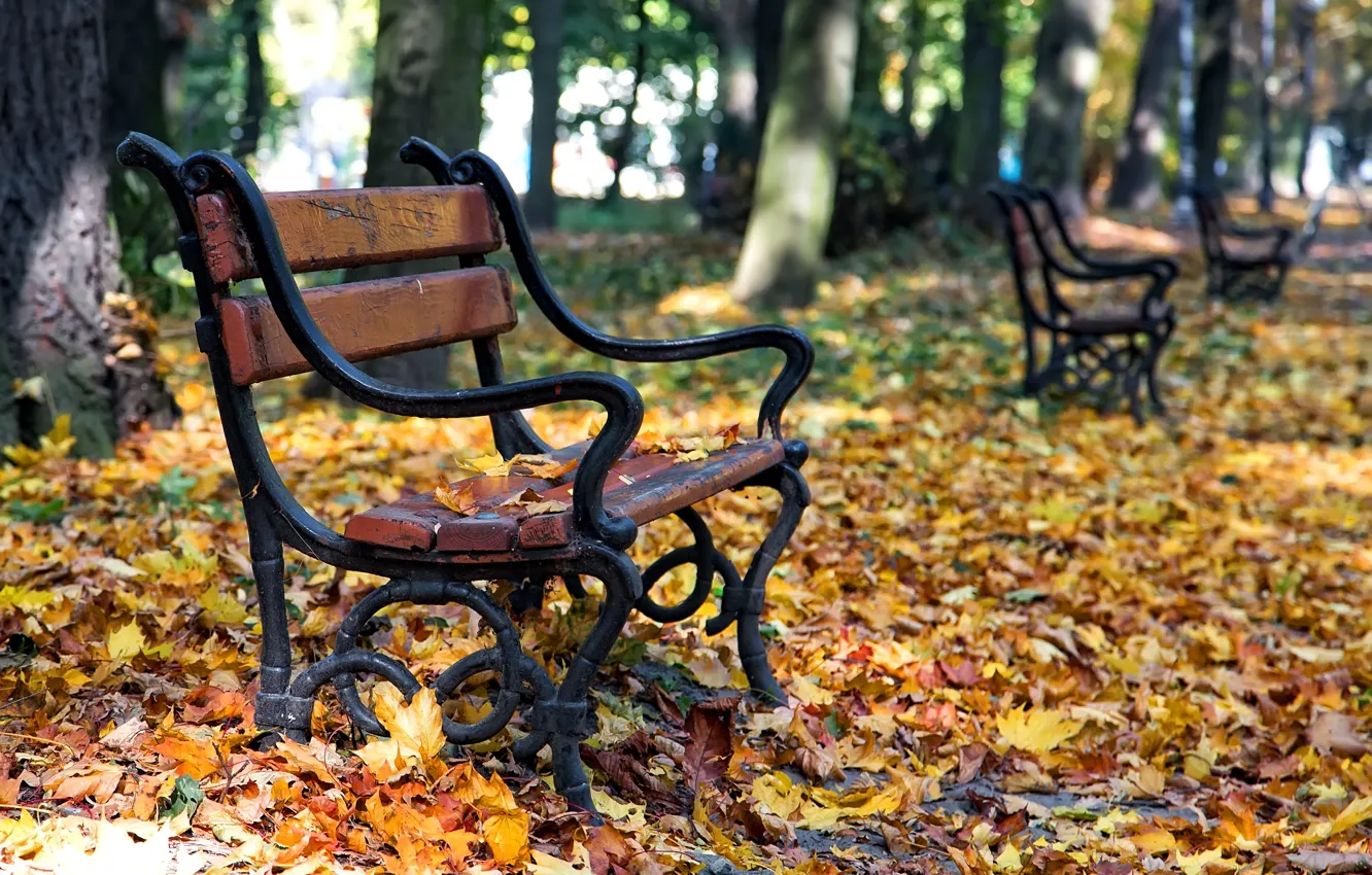 Фото обои осень, листья, деревья, скамейка, парк, park, autumn, leaves