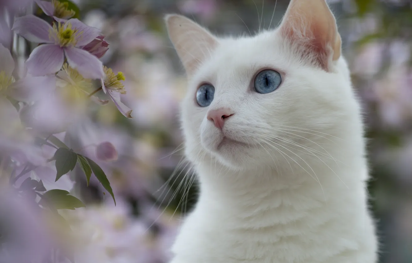 Фото обои белый, глаза, кот, цветы, природа, растения, голубые