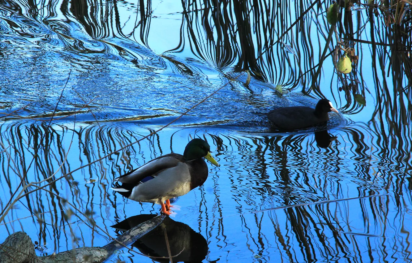 Фото обои water, lake, birds, duck, swim