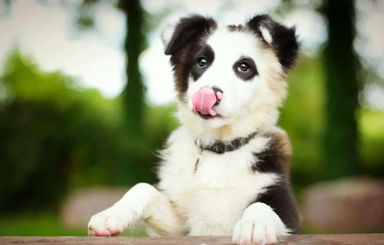 Фото обои язык, собака, щенок, Бордер-колли