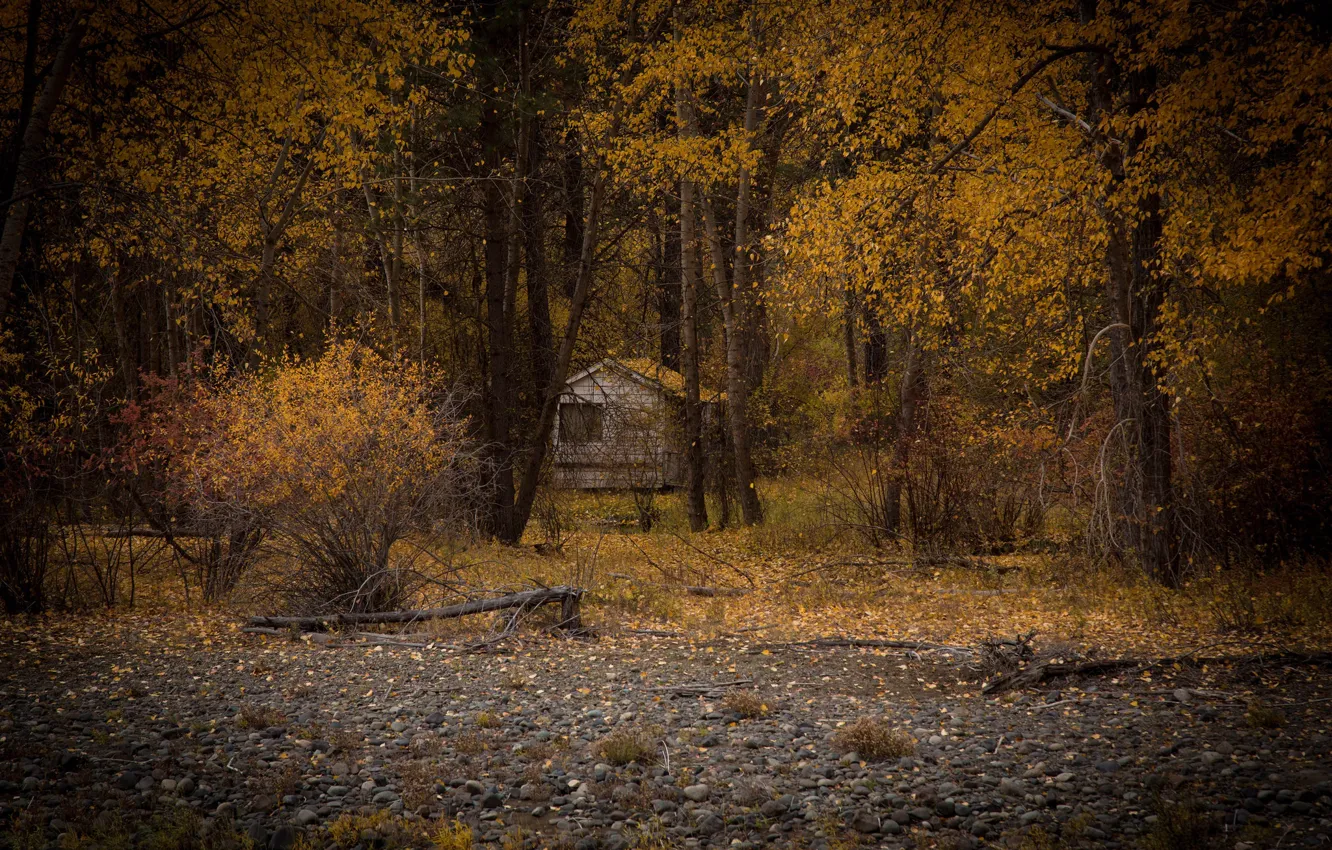 Фото обои lost, forest, trees, autumn, leaves, autumn colors, fall, foliage