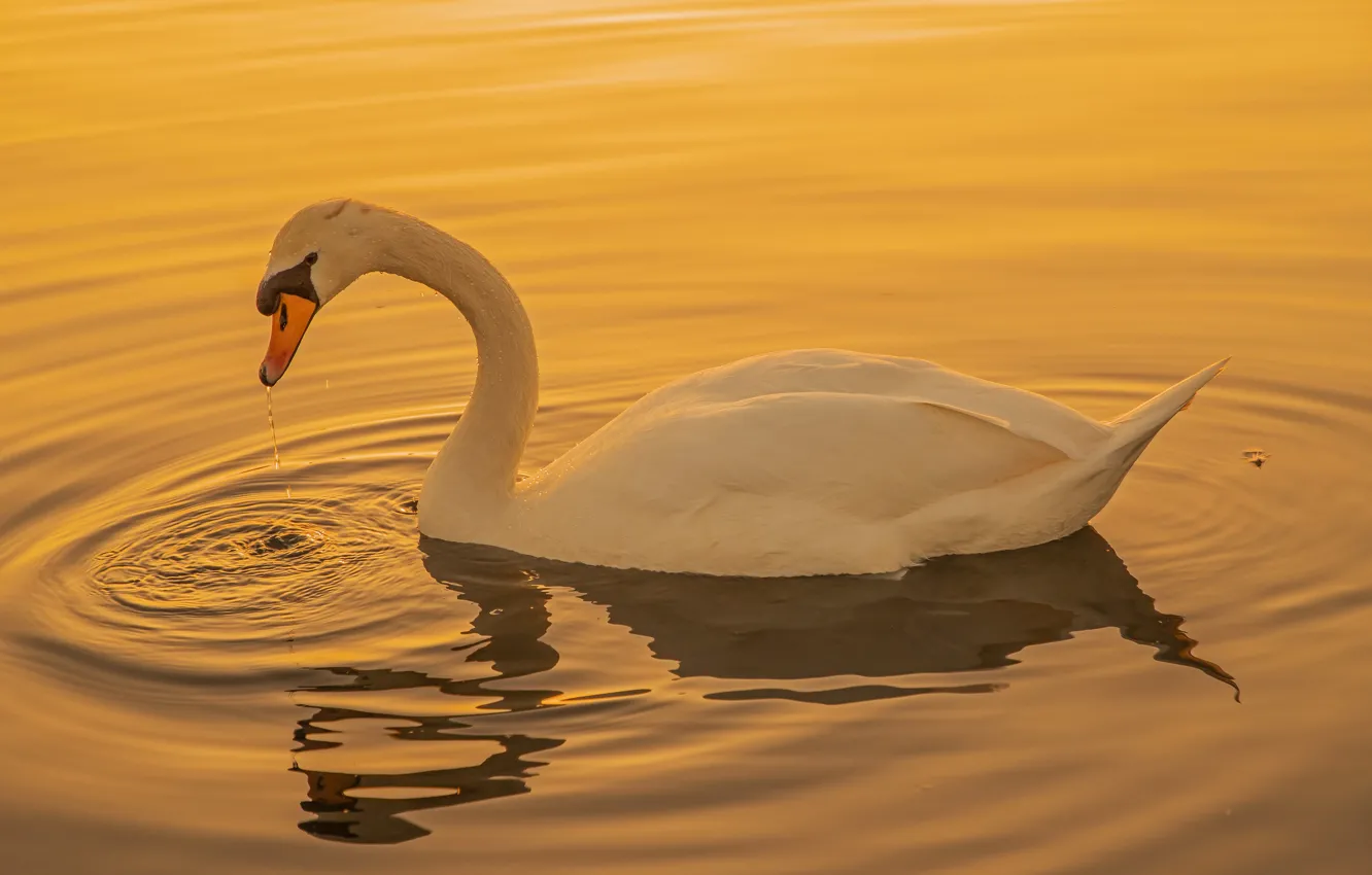 Фото обои птица, клюв, лебеди, шея