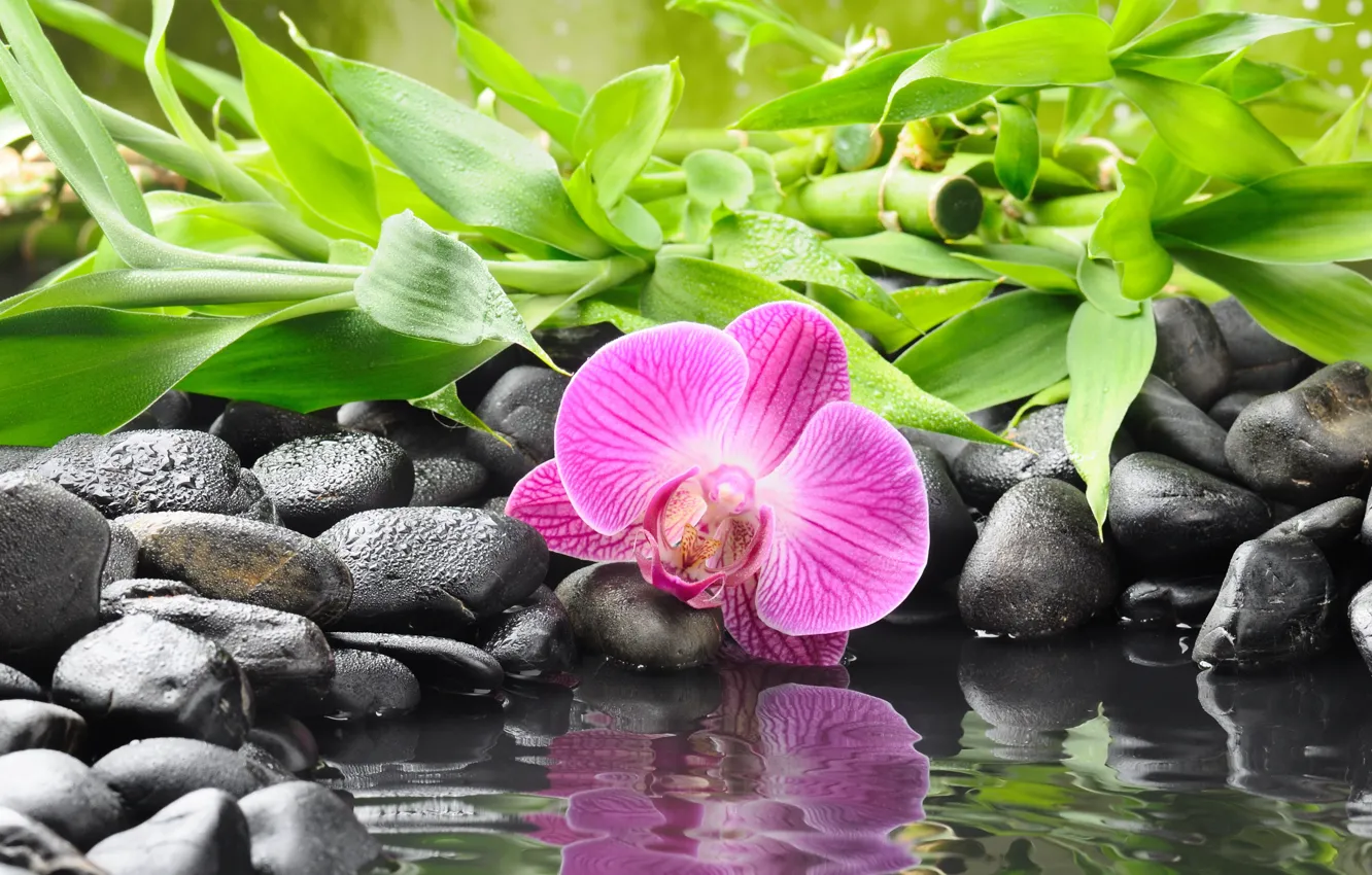 Фото обои цветок, вода, отражение, камни, бамбук, орхидея, черные, orchid