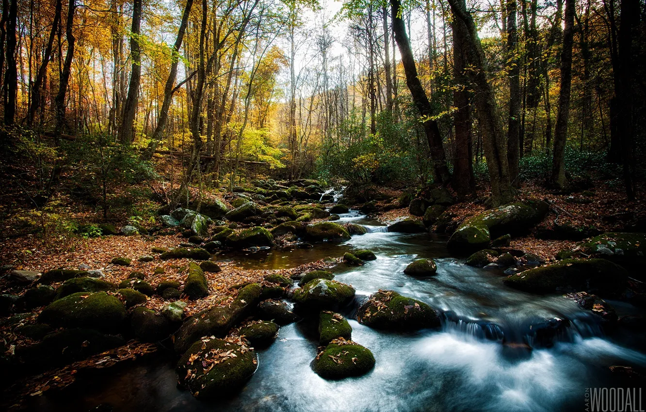 Фото обои лес, солнце, ручей, камни, листва, мох, photographer, пороги
