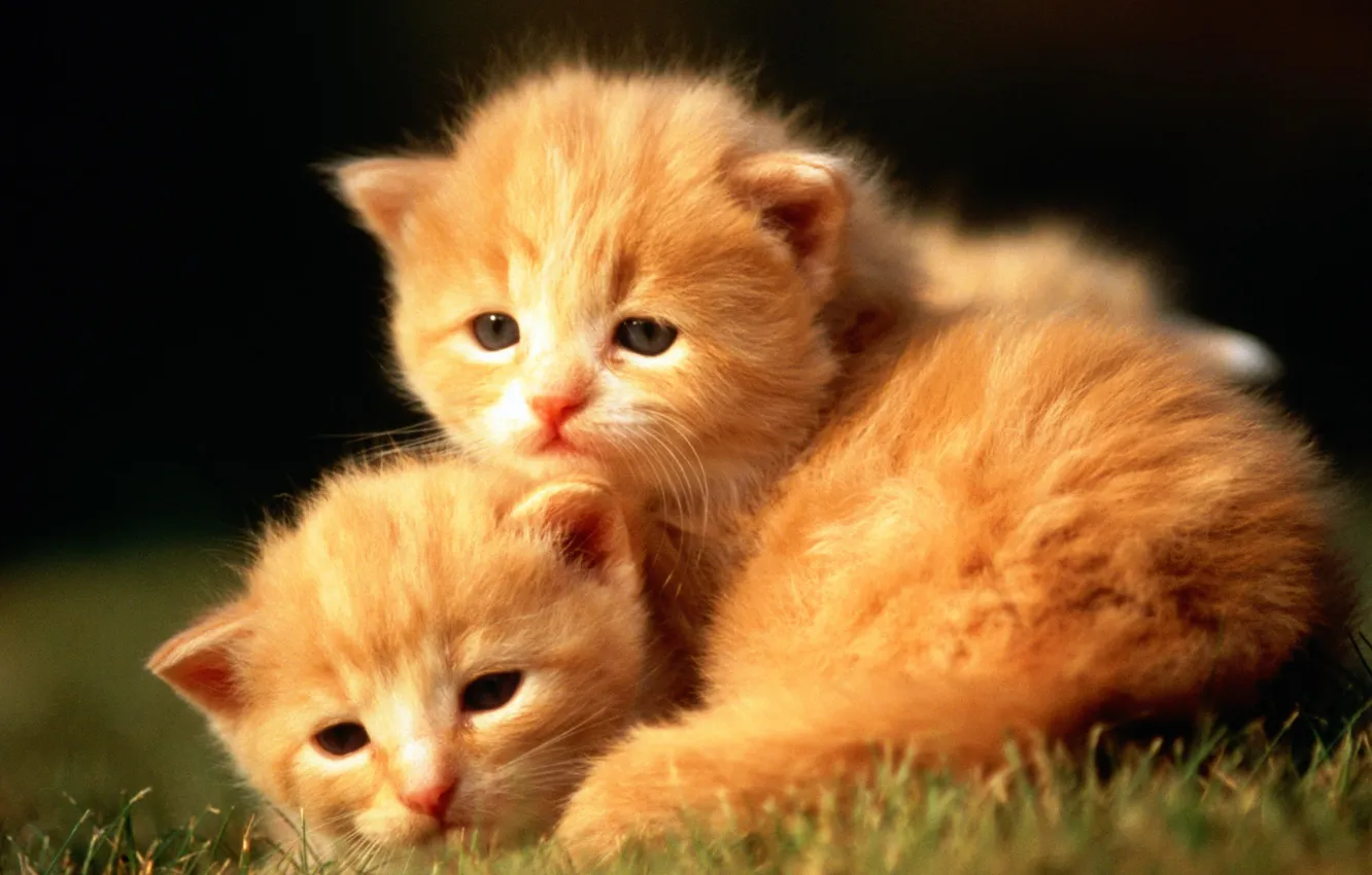 Фото обои кошка, трава, кот, котенок, рыжий, котята, cat
