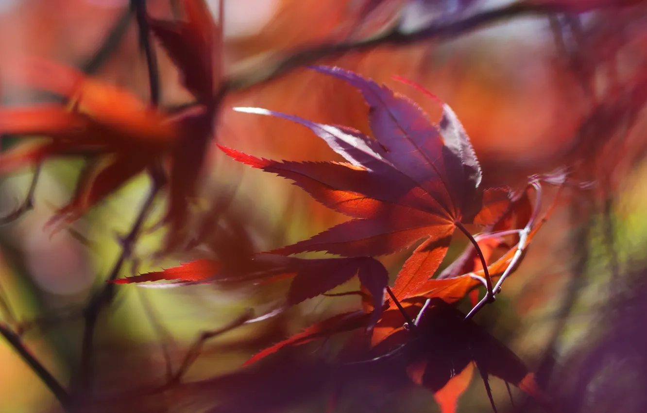 Фото обои листья, макро, фон