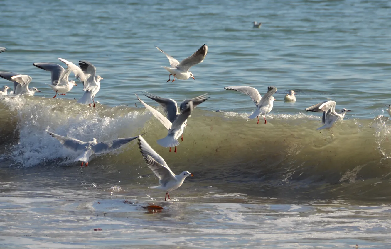 Фото обои море, птицы, волна, чайка