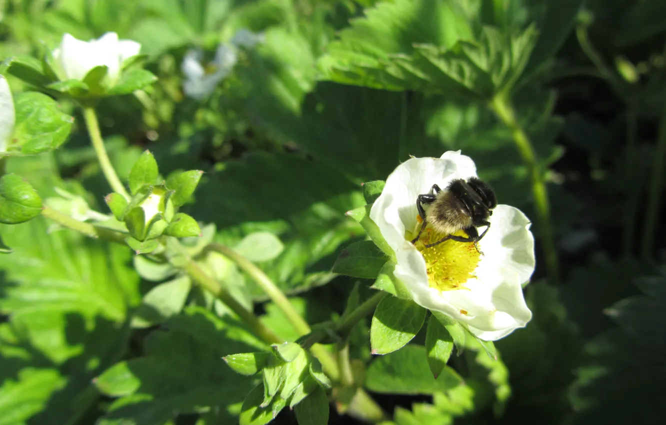 Фото обои белый, цветок, пчела