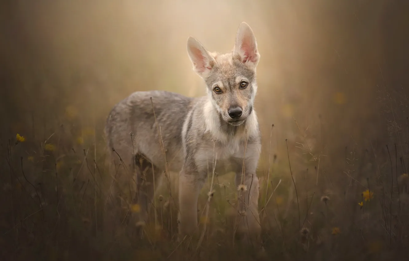 Фото обои трава, взгляд, собака, щенок, боке, Чехословацкий влчак, Чехословацкая волчья собака