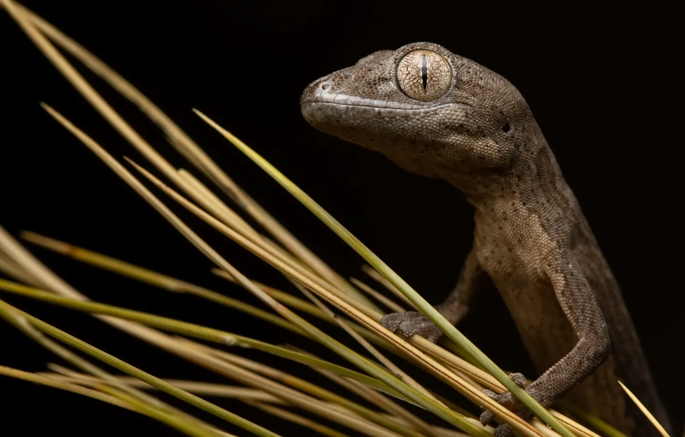 Фото обои природа, Congoo gecko, Strophurus congoo