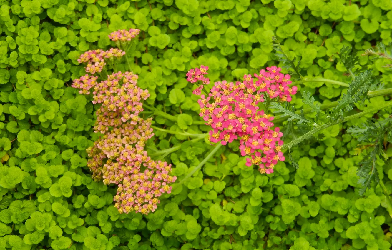 Фото обои цветок, трава, цветы, widescreen, обои, wallpaper, широкоформатные, background