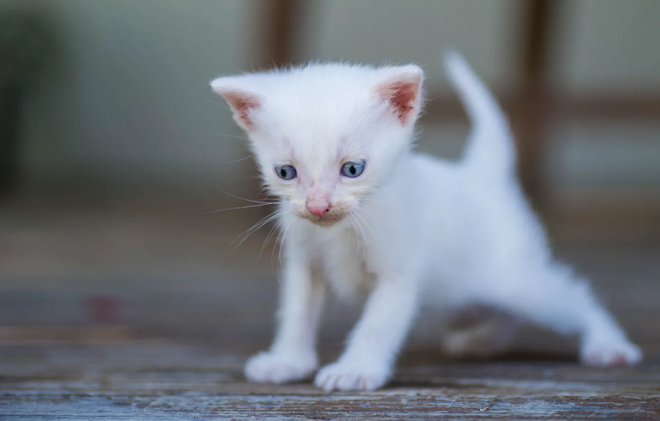 Фото обои белый, малыш, котёнок, боке, голубые глазки