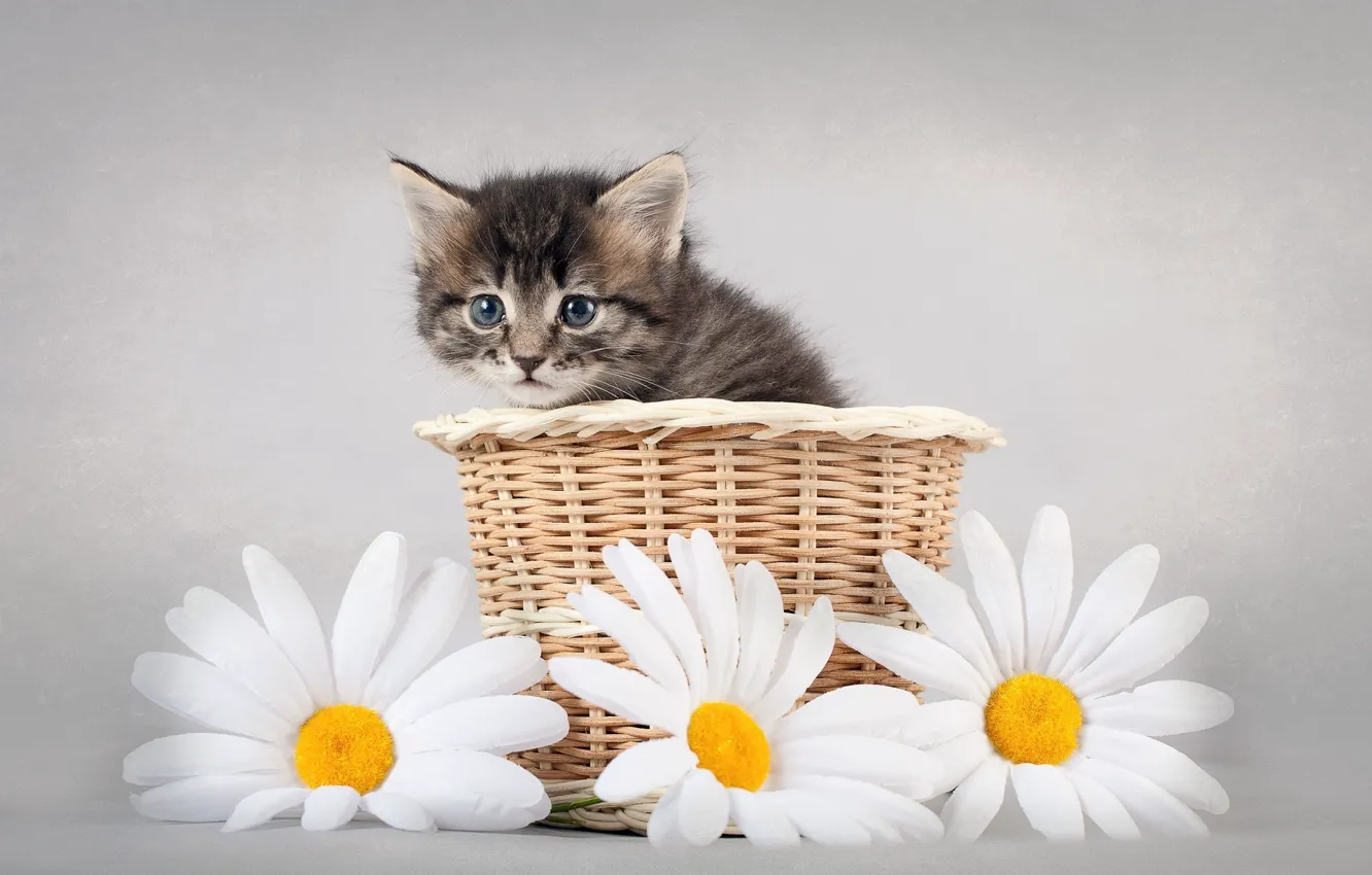 Фото обои Цветы, Ромашки, Котёнок
