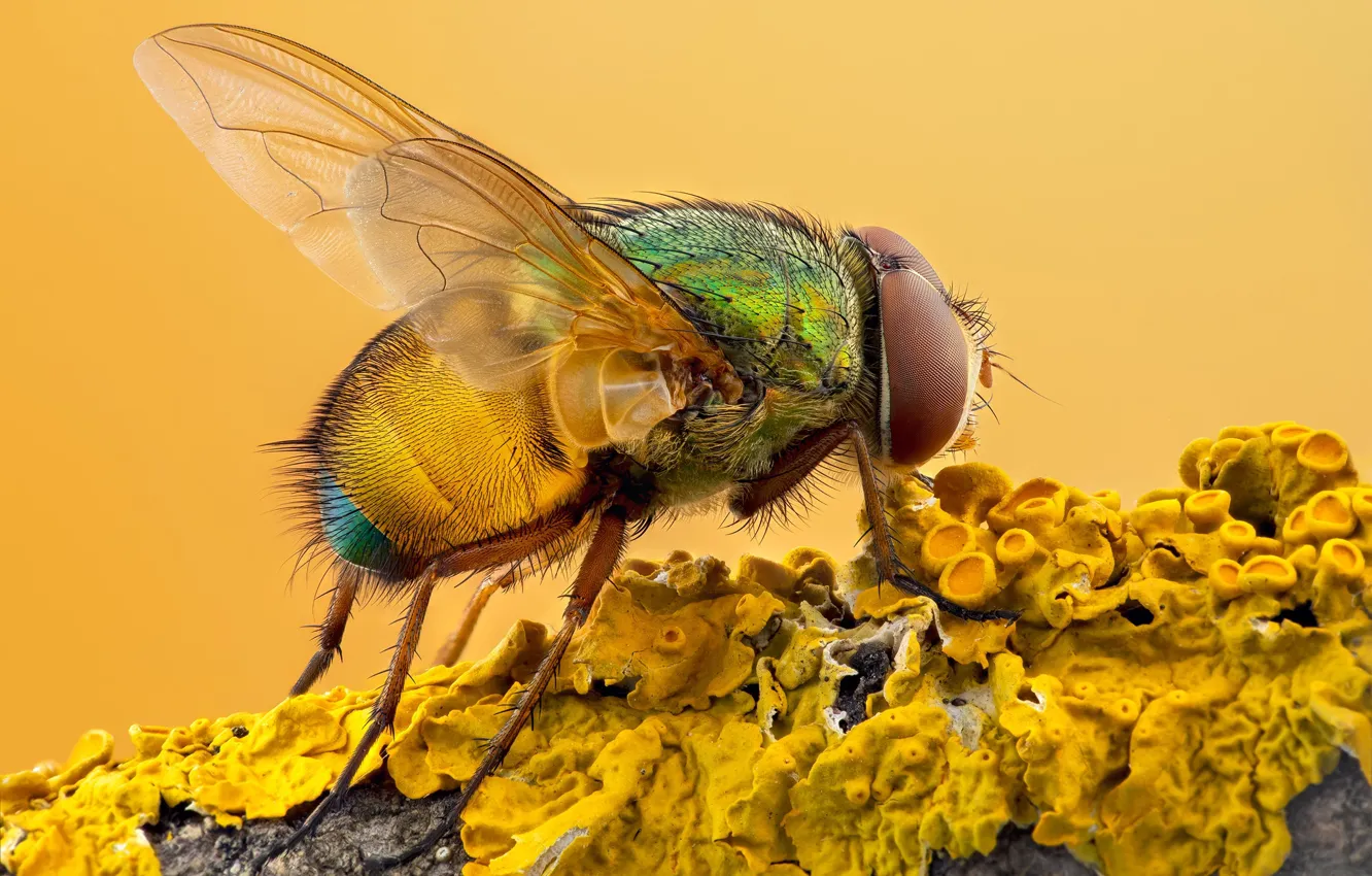 Фото обои макро, желтый, муха, фон, ветка, насекомое, кора, желтая