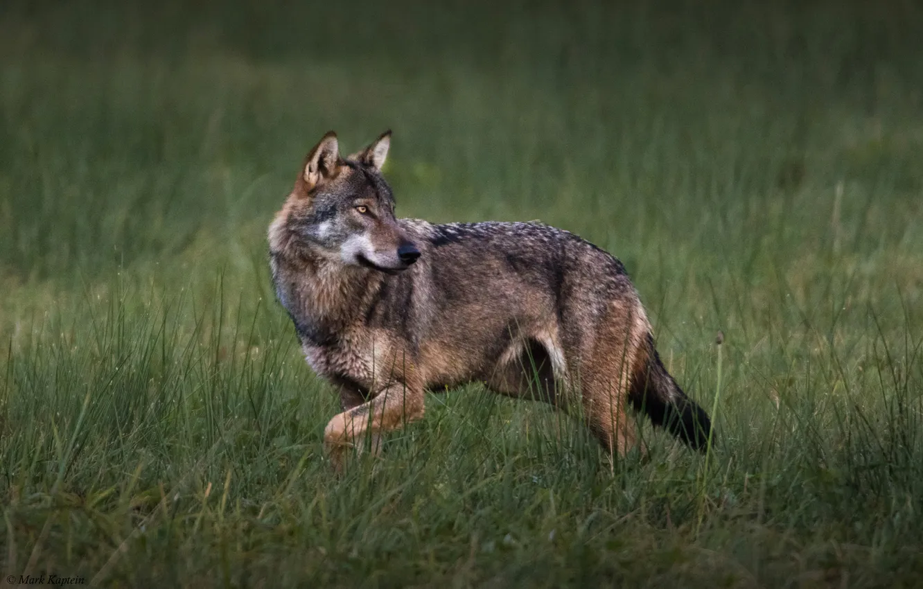 Фото обои nature, face, animal, wolf, wildlife, head, fur, mammal
