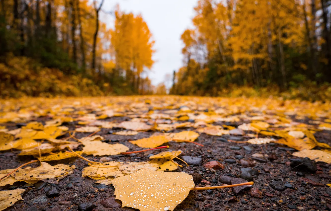Фото обои дорога, осень, асфальт, листья, природа, время года