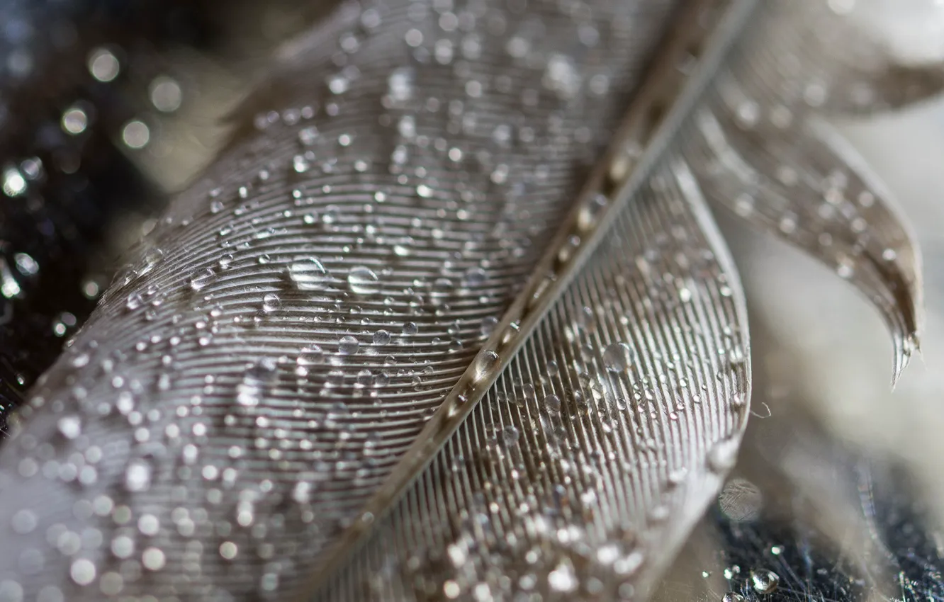 Фото обои капли, макро, перья