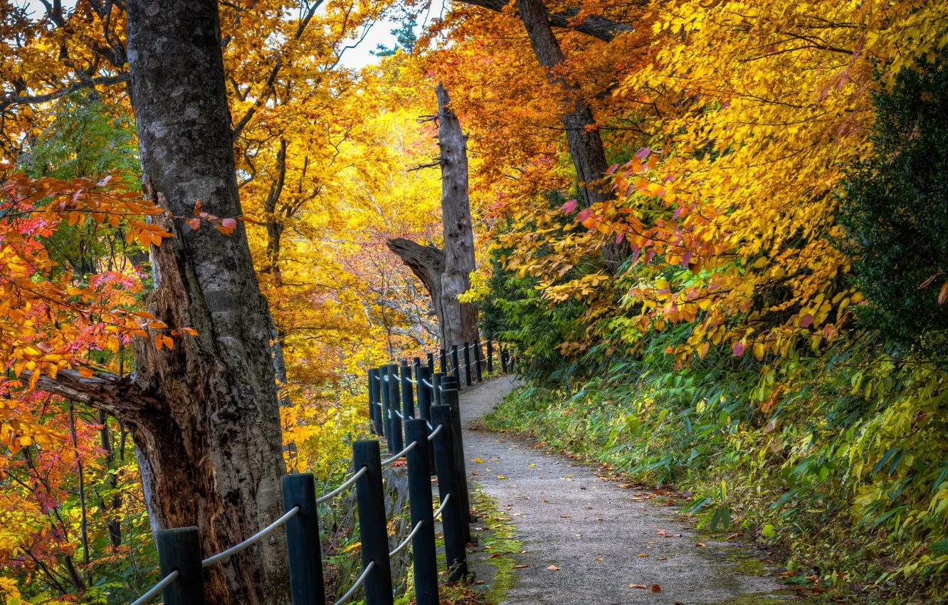 Фото обои дорога, осень, лес, листья, деревья, пейзаж, природа, дерево