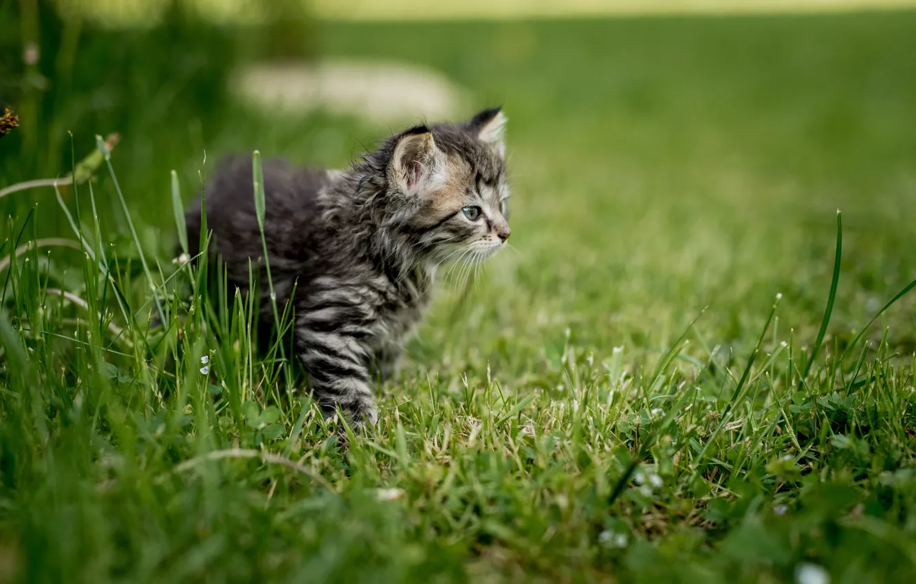 Фото обои трава, глаза, усы, природа, котенок, малыш, мордочка, профиль