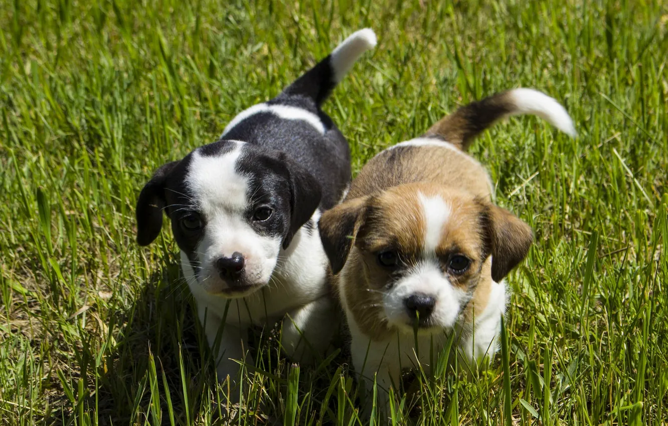 Фото обои собаки, трава, взгляд, щенки, малыши, мордашки