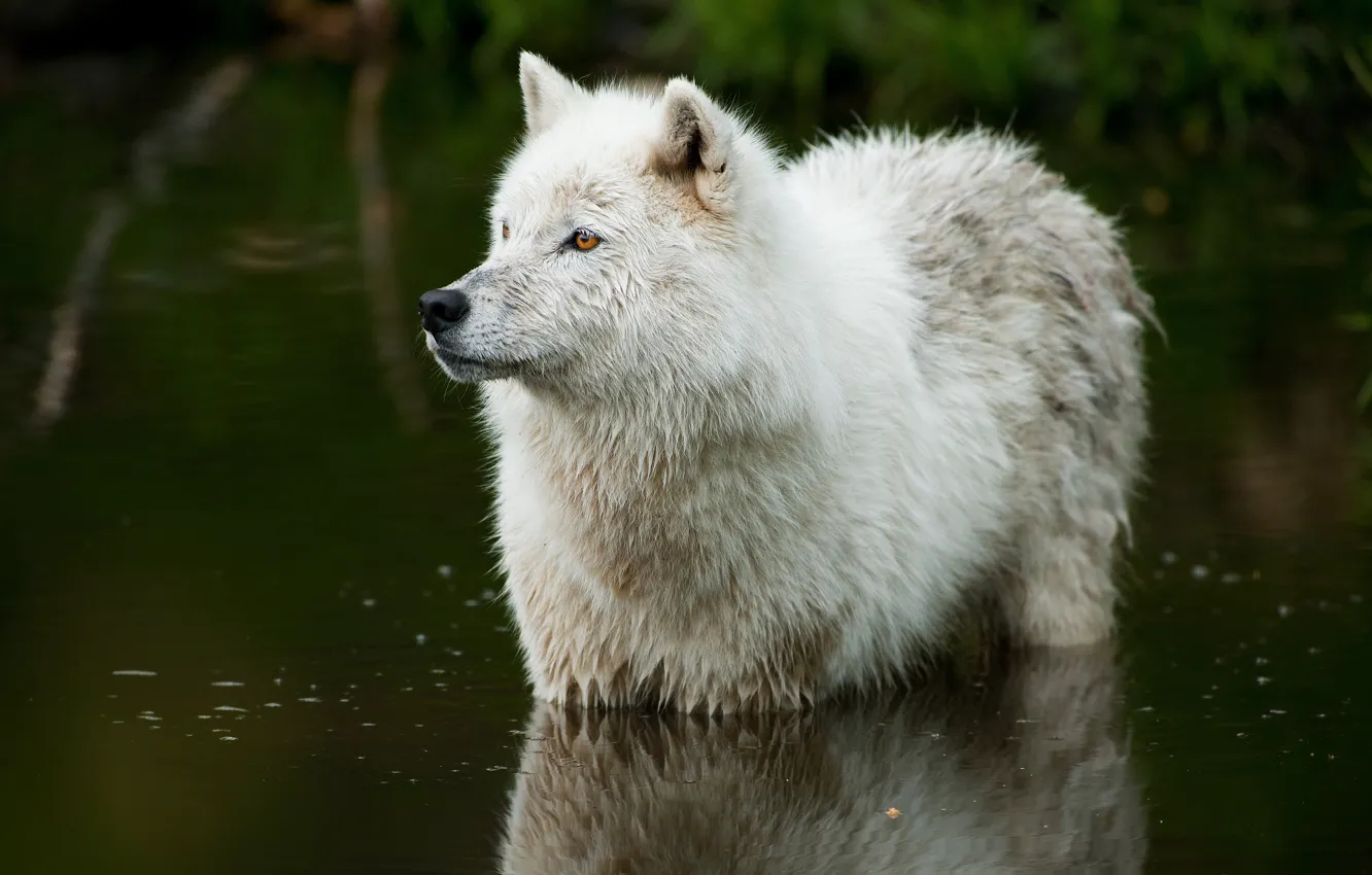 Фото обои природа, река, волк