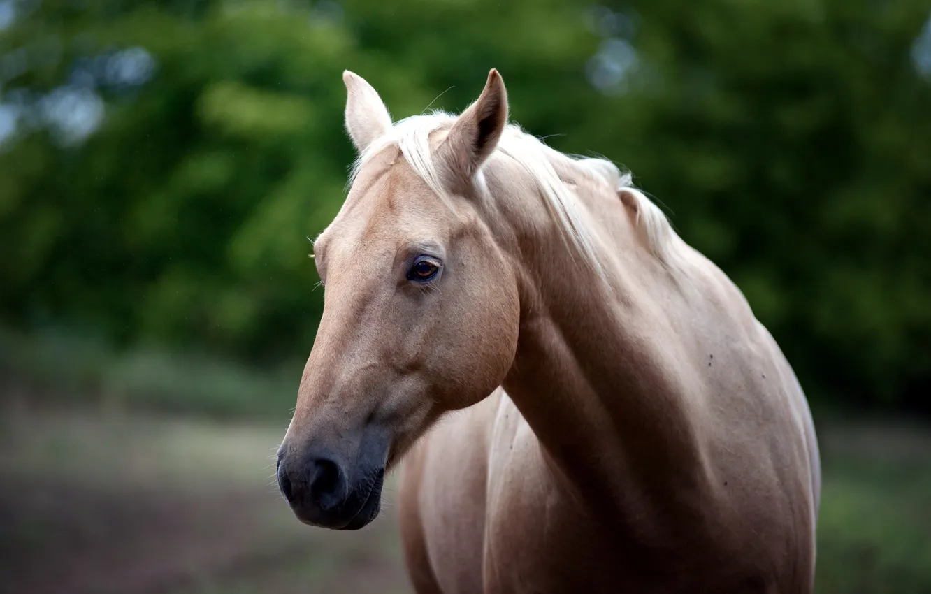 Фото обои природа, конь, красота