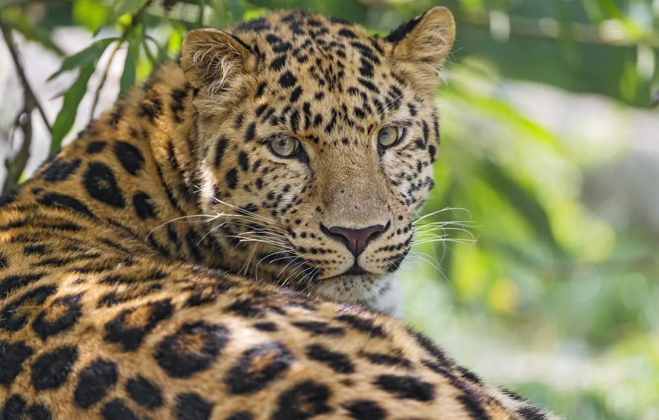 Фото обои кошка, леопард, амурский, ©Tambako The Jaguar