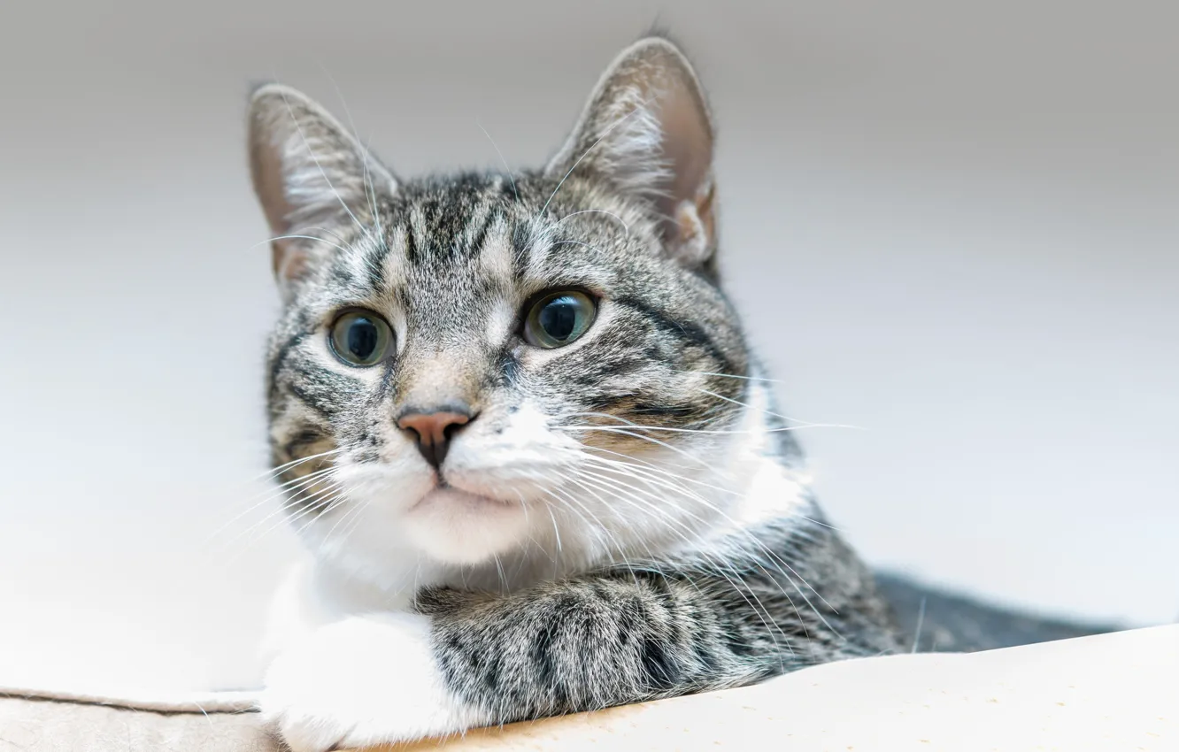 Фото обои кошка, кот, портрет