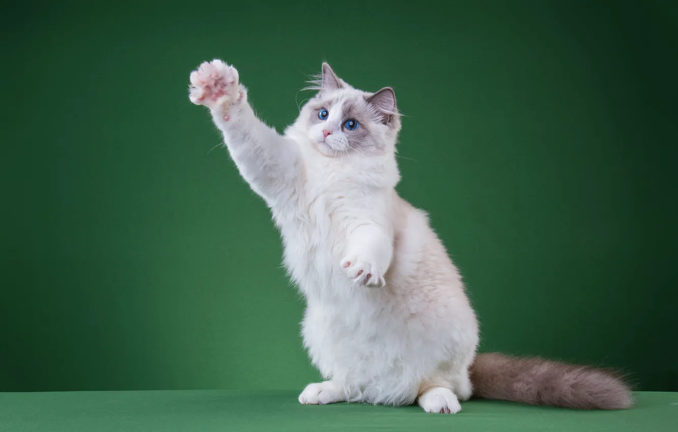Фото обои кошка, белый, кот, взгляд, поза, котенок, лапа, мордочка