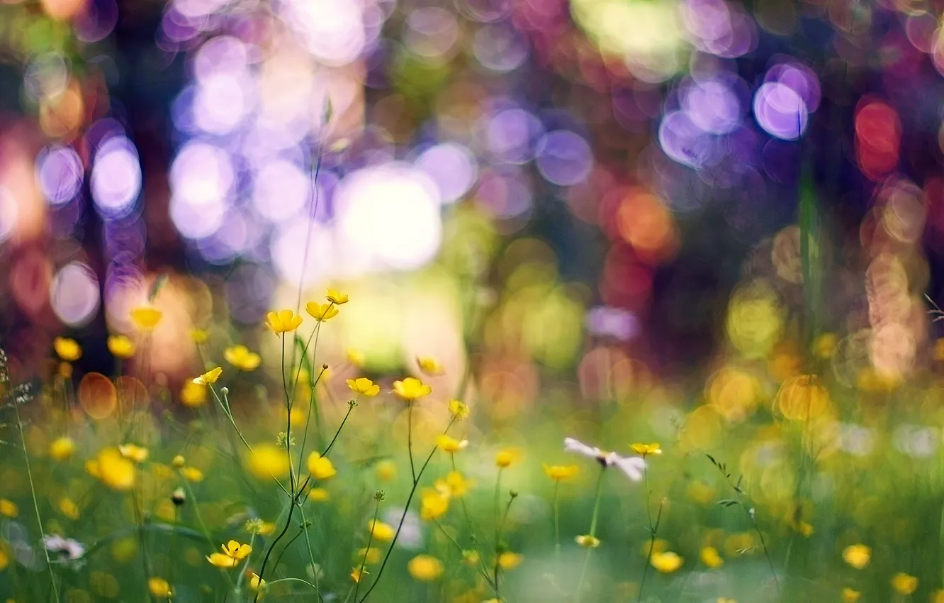 Фото обои трава, макро, цветы, блики, жёлтые, боке