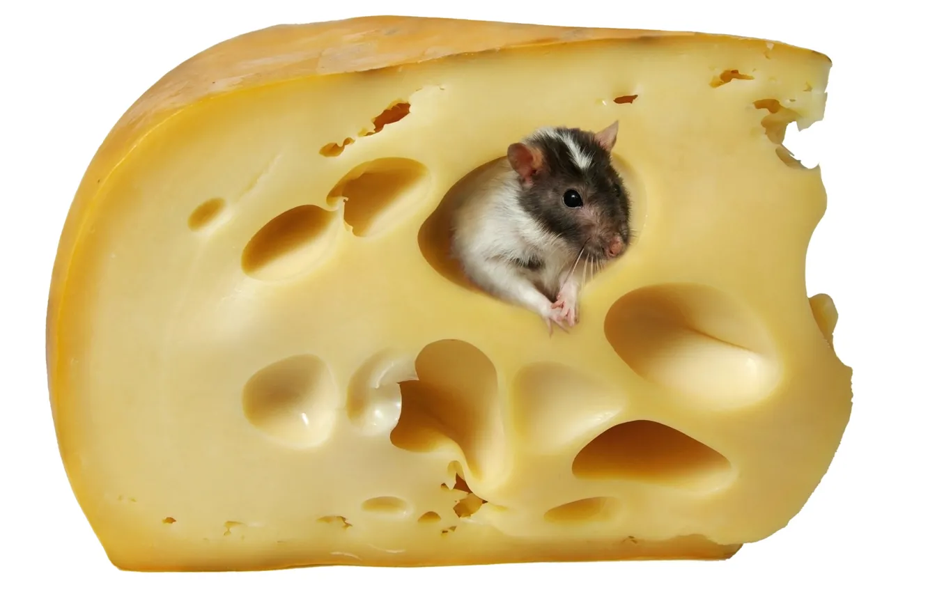 Фото обои мышь, сыр, белый фон, крыса