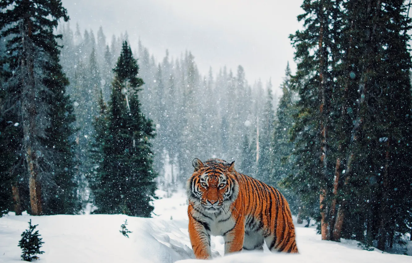 Фото обои зима, лес, снег, тигр, ели, прогулка