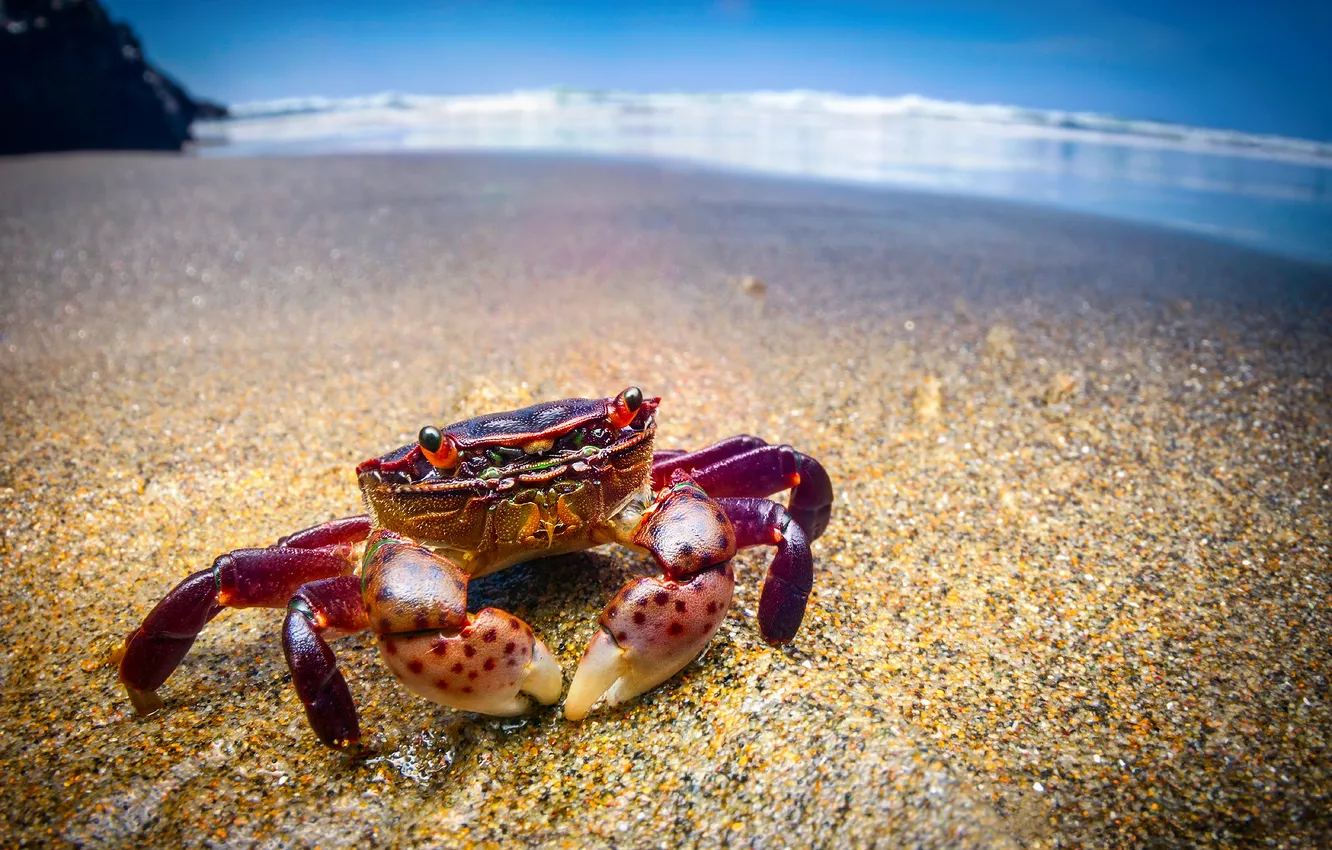 Фото обои море, пляж, океан, Краб, purple shore crab, Hemigrapsus nudus