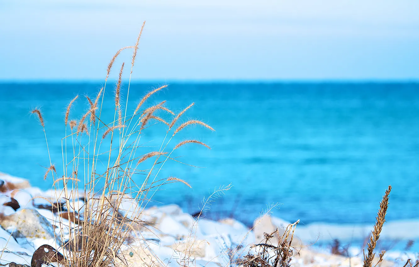 Фото обои море, небо, трава, макро, снег, растение