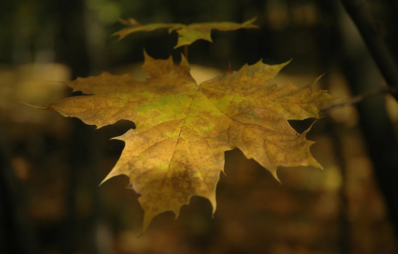 Фото обои осень, листья, дерево, листва, листок, листочки, листочек, листопад