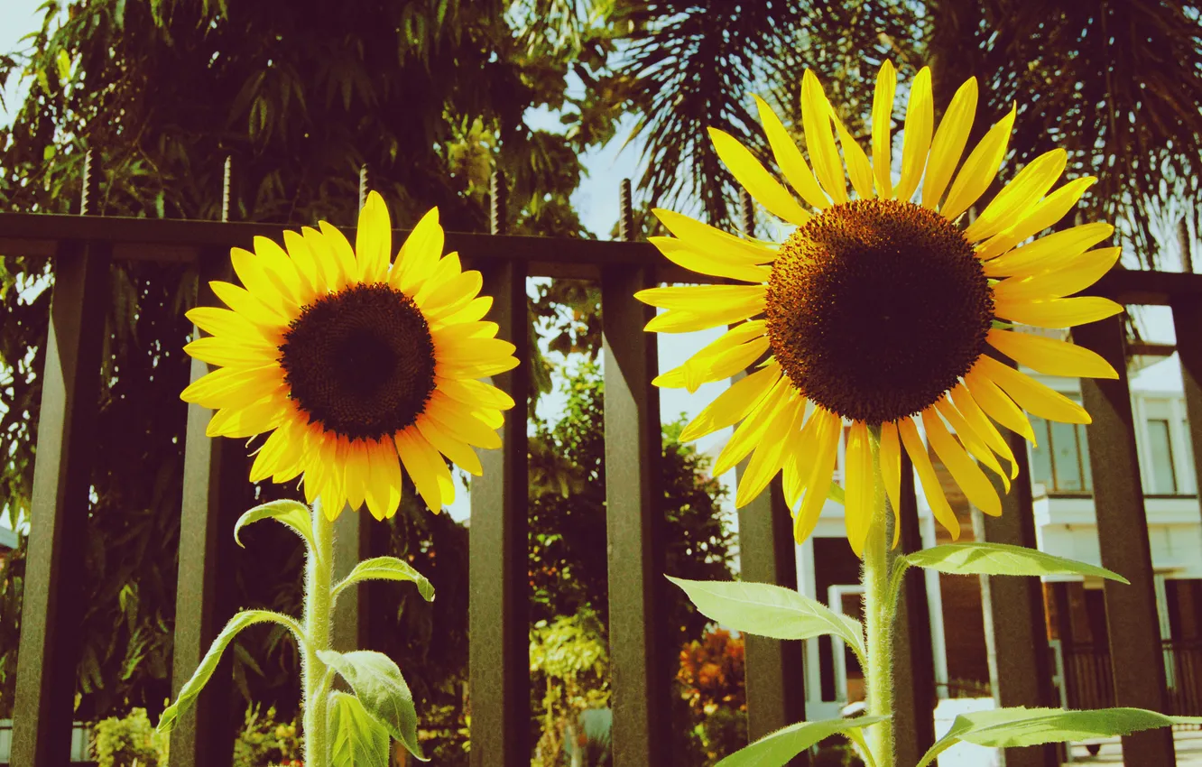 Фото обои подсолнухи, цветы, забор, ограда, желтые, лепестки
