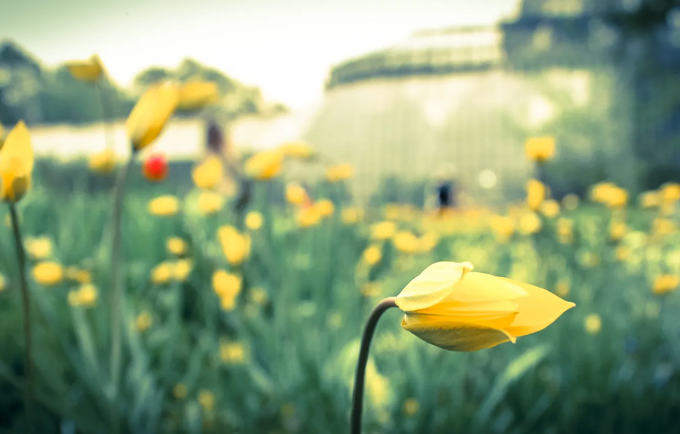 Фото обои green, yellow, macro, tulips