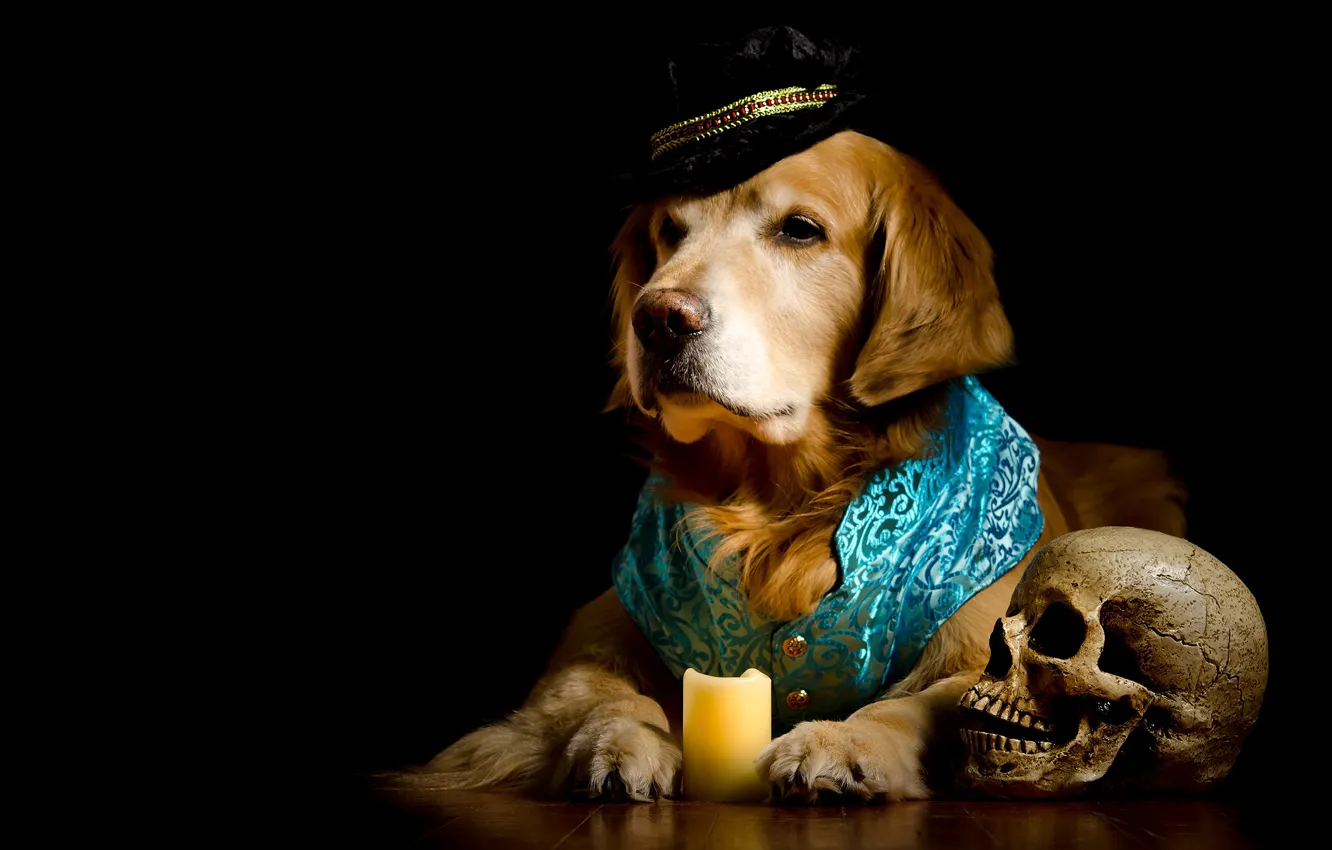 Фото обои череп, портрет, свеча, собака, шляпа, костюм, черный фон, золотистый