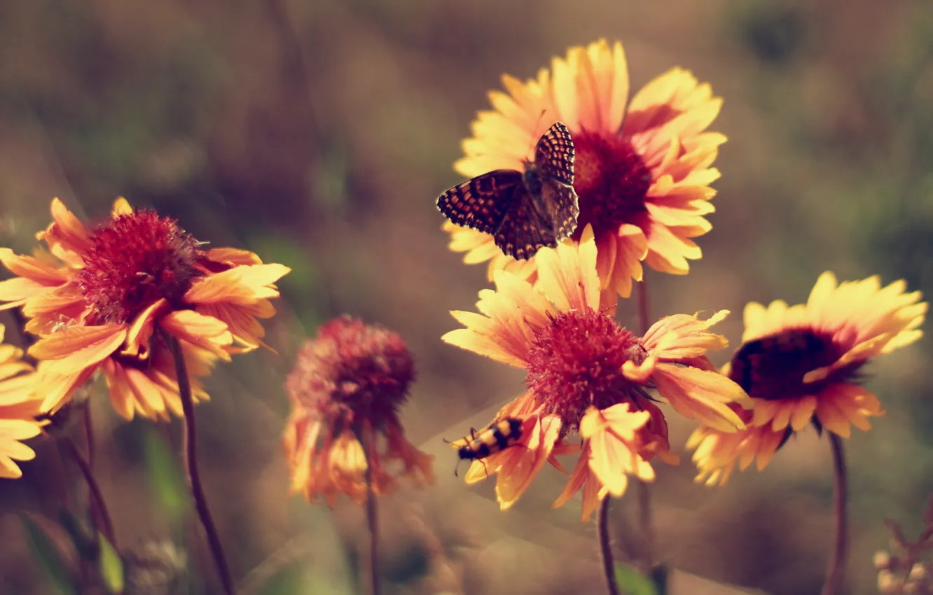 Фото обои лето, бабочка, жара, Цветы, ноготки, винтаж