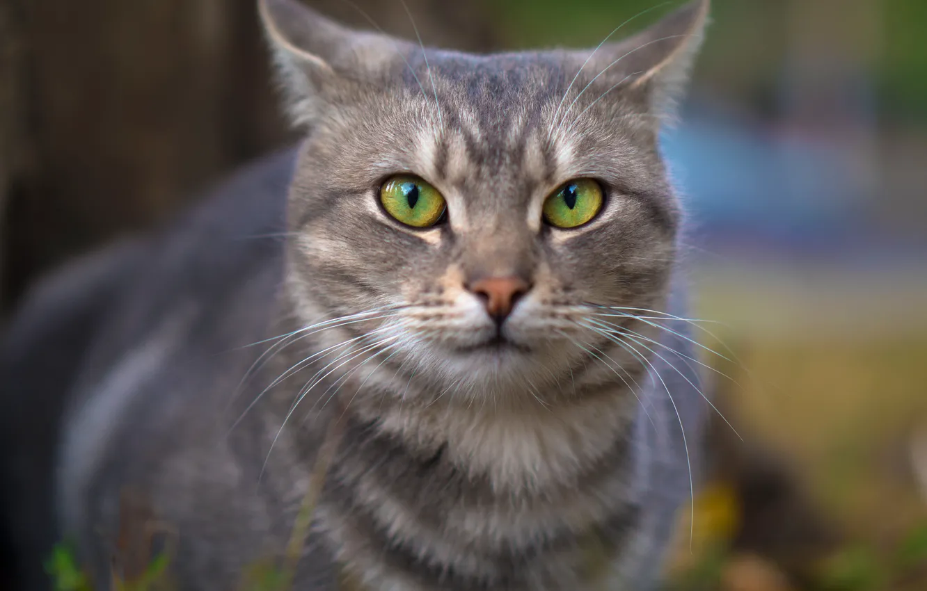 Фото обои кошка, глаза, кот, взгляд, морда, серый, фон, портрет
