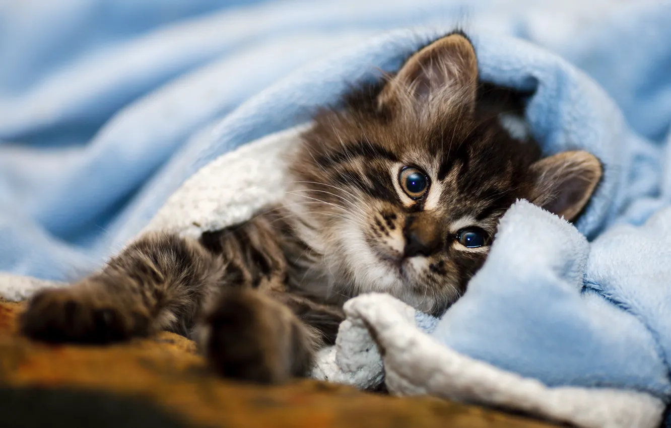 Фото обои кошка, котенок, постель, одеяло, плед, котёнок, мордашка