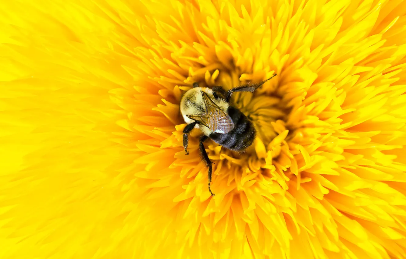 Фото обои цветок, макро, желтый, пчела, лепестки, насекомое, шмель