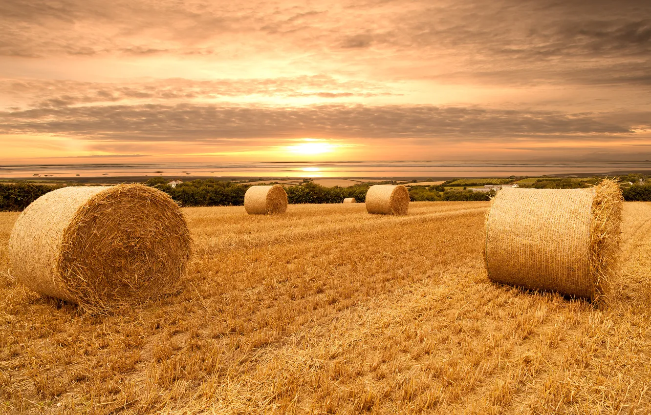 Фото обои пшеница, поле, небо, облака, пейзаж, закат, природа, sky