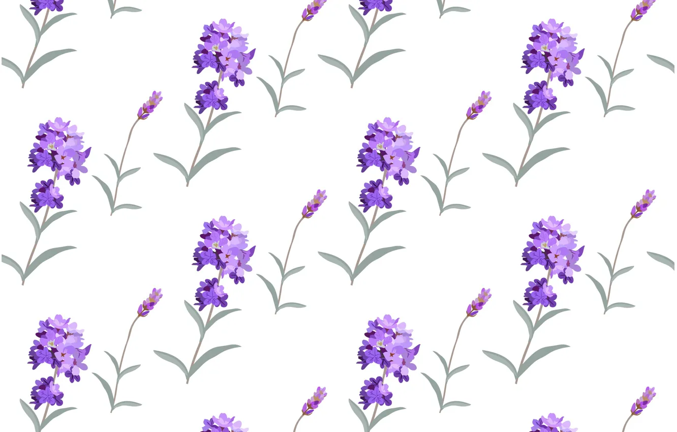 Фото обои белый, цветы, фон, текстура, background, pattern, лаванда, Lavender