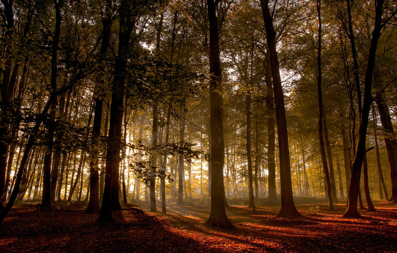 Фото обои forest, trees, sunset, wood