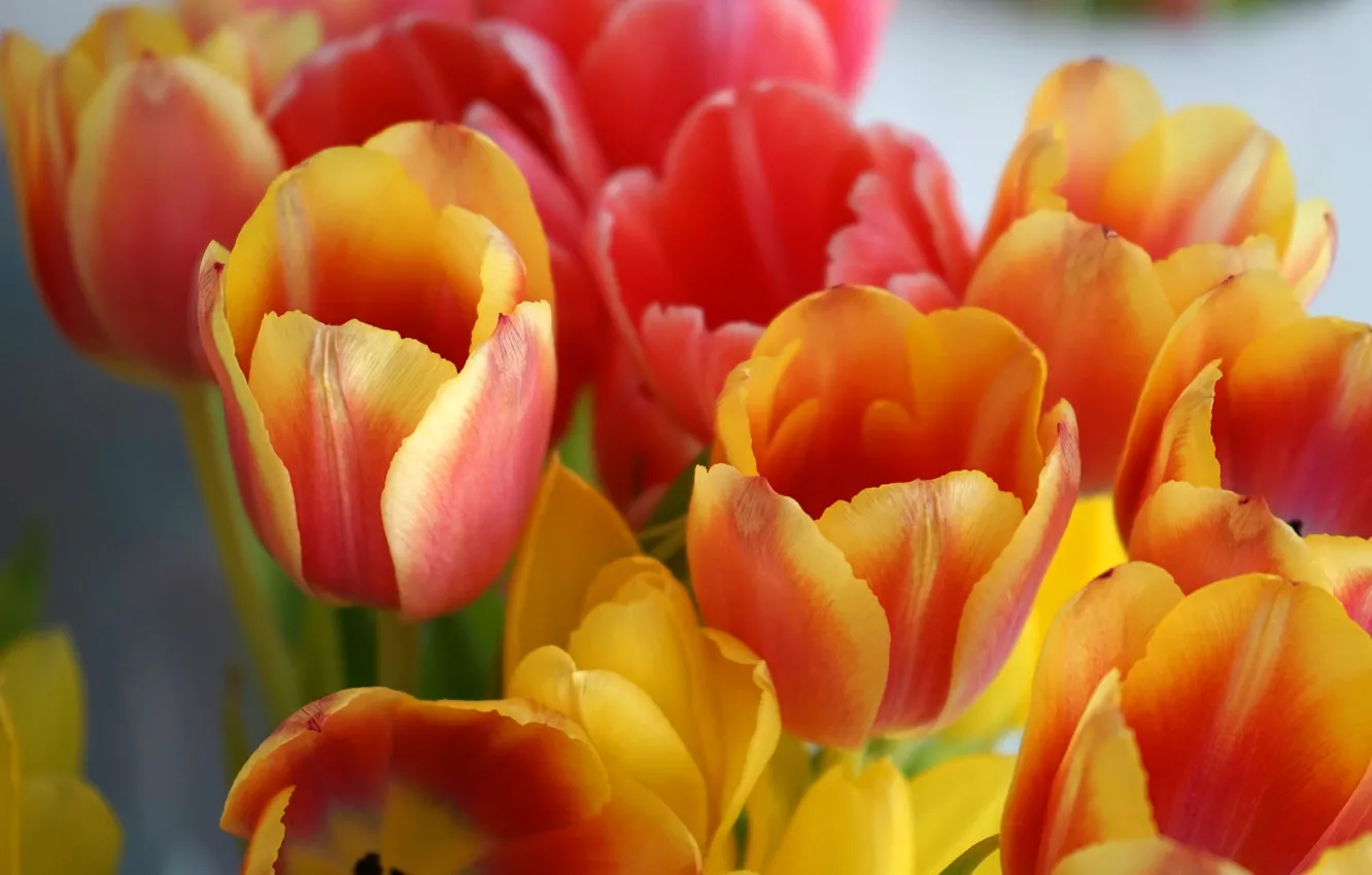 Фото обои цветы, букет, весна, тюльпаны, оранжевые, бутоны, боке, двухцветые