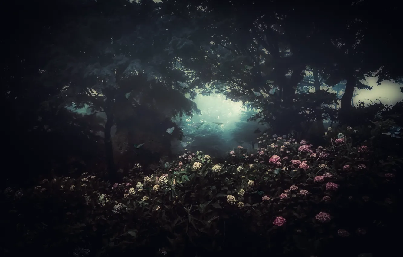 Фото обои цветы, туман, мрак
